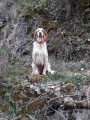 Setter Anglais OLLIE DU LONG BEC D'ENCHANET Setter Anglais OLLIE DU LONG BEC D'ENCHANET